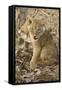 Okavango Delta, Botswana. Close-up of Lion Cub with Paw Stuck in Twigs-Janet Muir-Framed Stretched Canvas