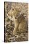 Okavango Delta, Botswana. Close-up of Lion Cub with Paw Stuck in Twigs-Janet Muir-Stretched Canvas