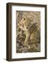 Okavango Delta, Botswana. Close-up of Lion Cub with Paw Stuck in Twigs-Janet Muir-Framed Photographic Print