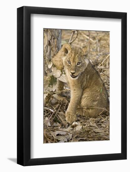 Okavango Delta, Botswana. Close-up of Lion Cub with Paw Stuck in Twigs-Janet Muir-Framed Photographic Print