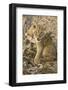 Okavango Delta, Botswana. Close-up of Lion Cub with Paw Stuck in Twigs-Janet Muir-Framed Photographic Print