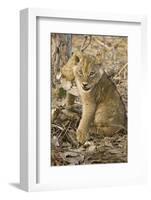 Okavango Delta, Botswana. Close-up of Lion Cub with Paw Stuck in Twigs-Janet Muir-Framed Photographic Print