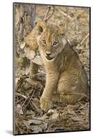Okavango Delta, Botswana. Close-up of Lion Cub with Paw Stuck in Twigs-Janet Muir-Mounted Photographic Print