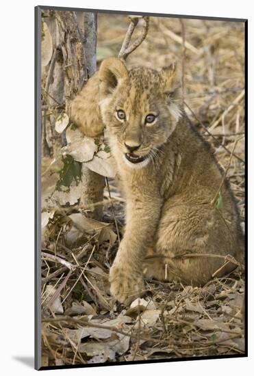 Okavango Delta, Botswana. Close-up of Lion Cub with Paw Stuck in Twigs-Janet Muir-Mounted Photographic Print
