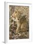 Okavango Delta, Botswana. Close-up of Lion Cub with Paw Stuck in Twigs-Janet Muir-Framed Photographic Print