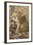 Okavango Delta, Botswana. Close-up of Lion Cub with Paw Stuck in Twigs-Janet Muir-Framed Photographic Print