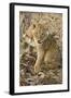 Okavango Delta, Botswana. Close-up of Lion Cub with Paw Stuck in Twigs-Janet Muir-Framed Photographic Print