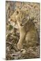 Okavango Delta, Botswana. Close-up of Lion Cub with Paw Stuck in Twigs-Janet Muir-Mounted Photographic Print