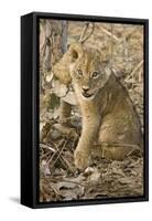 Okavango Delta, Botswana. Close-up of Lion Cub with Paw Stuck in Twigs-Janet Muir-Framed Stretched Canvas