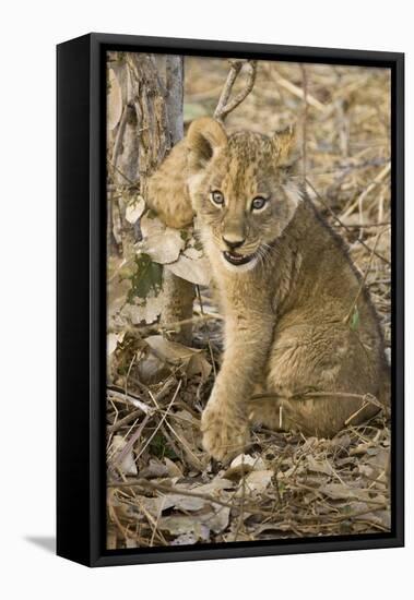 Okavango Delta, Botswana. Close-up of Lion Cub with Paw Stuck in Twigs-Janet Muir-Framed Stretched Canvas