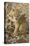 Okavango Delta, Botswana. Close-up of Lion Cub with Paw Stuck in Twigs-Janet Muir-Stretched Canvas