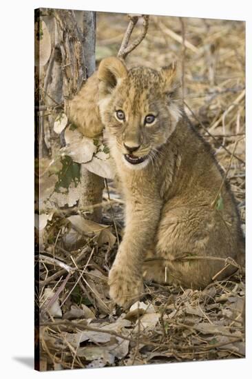 Okavango Delta, Botswana. Close-up of Lion Cub with Paw Stuck in Twigs-Janet Muir-Stretched Canvas