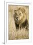 Okavango Delta, Botswana. Close-up of Male Lion-Janet Muir-Framed Photographic Print