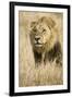 Okavango Delta, Botswana. Close-up of Male Lion-Janet Muir-Framed Photographic Print