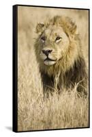Okavango Delta, Botswana. Close-up of Male Lion-Janet Muir-Framed Stretched Canvas