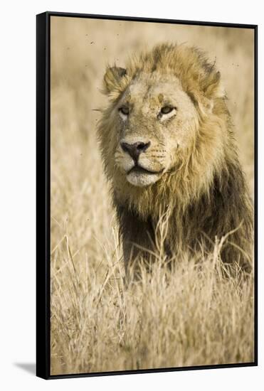 Okavango Delta, Botswana. Close-up of Male Lion-Janet Muir-Framed Stretched Canvas