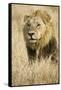 Okavango Delta, Botswana. Close-up of Male Lion-Janet Muir-Framed Stretched Canvas