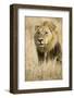 Okavango Delta, Botswana. Close-up of Male Lion-Janet Muir-Framed Photographic Print