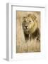 Okavango Delta, Botswana. Close-up of Male Lion-Janet Muir-Framed Photographic Print