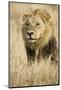 Okavango Delta, Botswana. Close-up of Male Lion-Janet Muir-Mounted Photographic Print