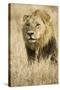 Okavango Delta, Botswana. Close-up of Male Lion-Janet Muir-Stretched Canvas