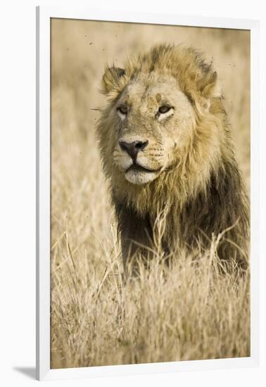 Okavango Delta, Botswana. Close-up of Male Lion-Janet Muir-Framed Photographic Print