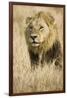 Okavango Delta, Botswana. Close-up of Male Lion-Janet Muir-Framed Photographic Print