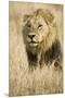 Okavango Delta, Botswana. Close-up of Male Lion-Janet Muir-Mounted Premium Photographic Print
