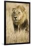 Okavango Delta, Botswana. Close-up of Male Lion-Janet Muir-Framed Premium Photographic Print
