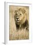 Okavango Delta, Botswana. Close-up of Male Lion-Janet Muir-Framed Photographic Print