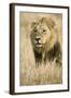 Okavango Delta, Botswana. Close-up of Male Lion-Janet Muir-Framed Photographic Print