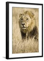 Okavango Delta, Botswana. Close-up of Male Lion-Janet Muir-Framed Photographic Print