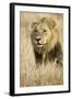 Okavango Delta, Botswana. Close-up of Male Lion-Janet Muir-Framed Photographic Print