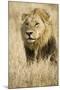 Okavango Delta, Botswana. Close-up of Male Lion-Janet Muir-Mounted Photographic Print