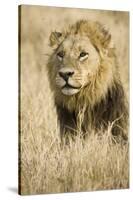 Okavango Delta, Botswana. Close-up of Male Lion-Janet Muir-Stretched Canvas