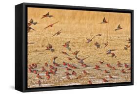 Okavango Delta, Shinde Camp, Botswana, Africa. Little Bee-Eaters-Janet Muir-Framed Stretched Canvas