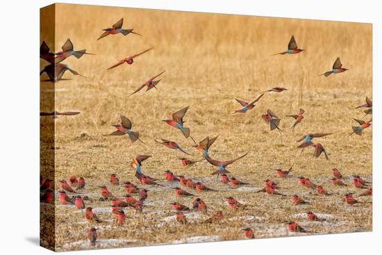 Okavango Delta, Shinde Camp, Botswana, Africa. Little Bee-Eaters-Janet Muir-Stretched Canvas