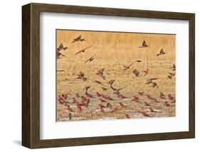 Okavango Delta, Shinde Camp, Botswana, Africa. Little Bee-Eaters-Janet Muir-Framed Photographic Print