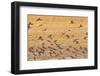 Okavango Delta, Shinde Camp, Botswana, Africa. Little Bee-Eaters-Janet Muir-Framed Photographic Print