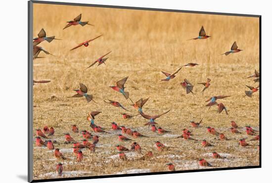 Okavango Delta, Shinde Camp, Botswana, Africa. Little Bee-Eaters-Janet Muir-Mounted Photographic Print