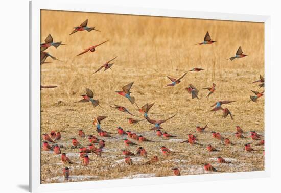 Okavango Delta, Shinde Camp, Botswana, Africa. Little Bee-Eaters-Janet Muir-Framed Photographic Print