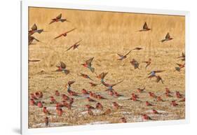 Okavango Delta, Shinde Camp, Botswana, Africa. Little Bee-Eaters-Janet Muir-Framed Photographic Print