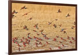 Okavango Delta, Shinde Camp, Botswana, Africa. Little Bee-Eaters-Janet Muir-Framed Photographic Print