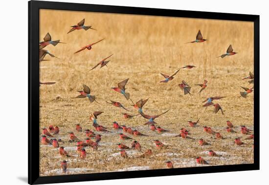 Okavango Delta, Shinde Camp, Botswana, Africa. Little Bee-Eaters-Janet Muir-Framed Photographic Print