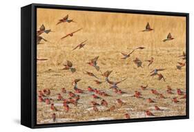 Okavango Delta, Shinde Camp, Botswana, Africa. Little Bee-Eaters-Janet Muir-Framed Stretched Canvas