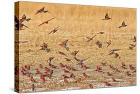 Okavango Delta, Shinde Camp, Botswana, Africa. Little Bee-Eaters-Janet Muir-Stretched Canvas