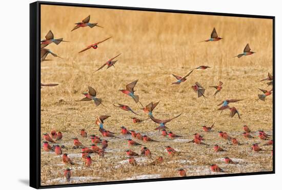 Okavango Delta, Shinde Camp, Botswana, Africa. Little Bee-Eaters-Janet Muir-Framed Stretched Canvas