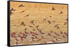 Okavango Delta, Shinde Camp, Botswana, Africa. Little Bee-Eaters-Janet Muir-Framed Stretched Canvas