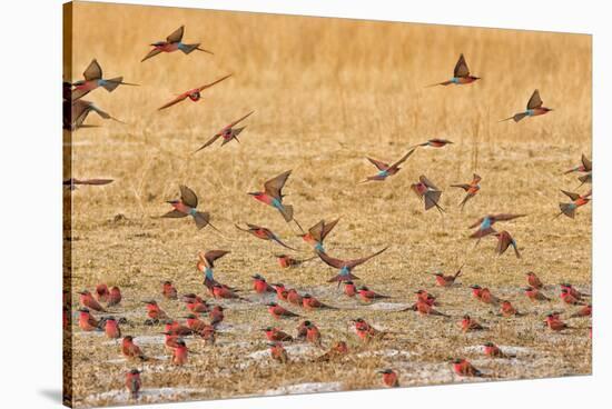 Okavango Delta, Shinde Camp, Botswana, Africa. Little Bee-Eaters-Janet Muir-Stretched Canvas