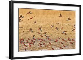 Okavango Delta, Shinde Camp, Botswana, Africa. Little Bee-Eaters-Janet Muir-Framed Photographic Print